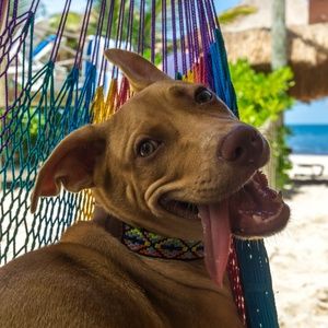 Handmade Artisanal Pet Collars! All are brand new